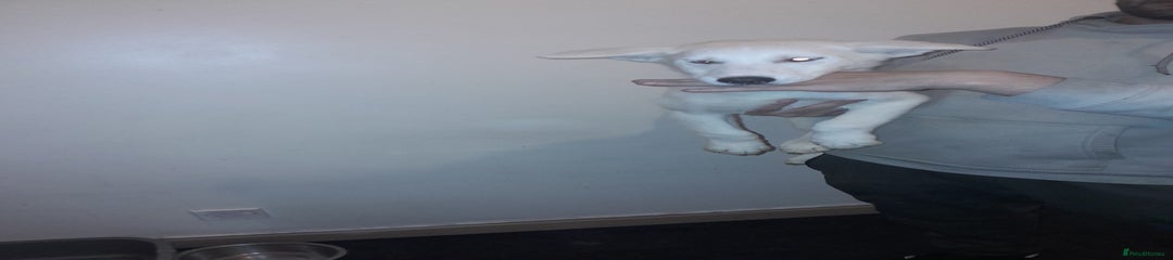 Siberian Husky Puppy 5