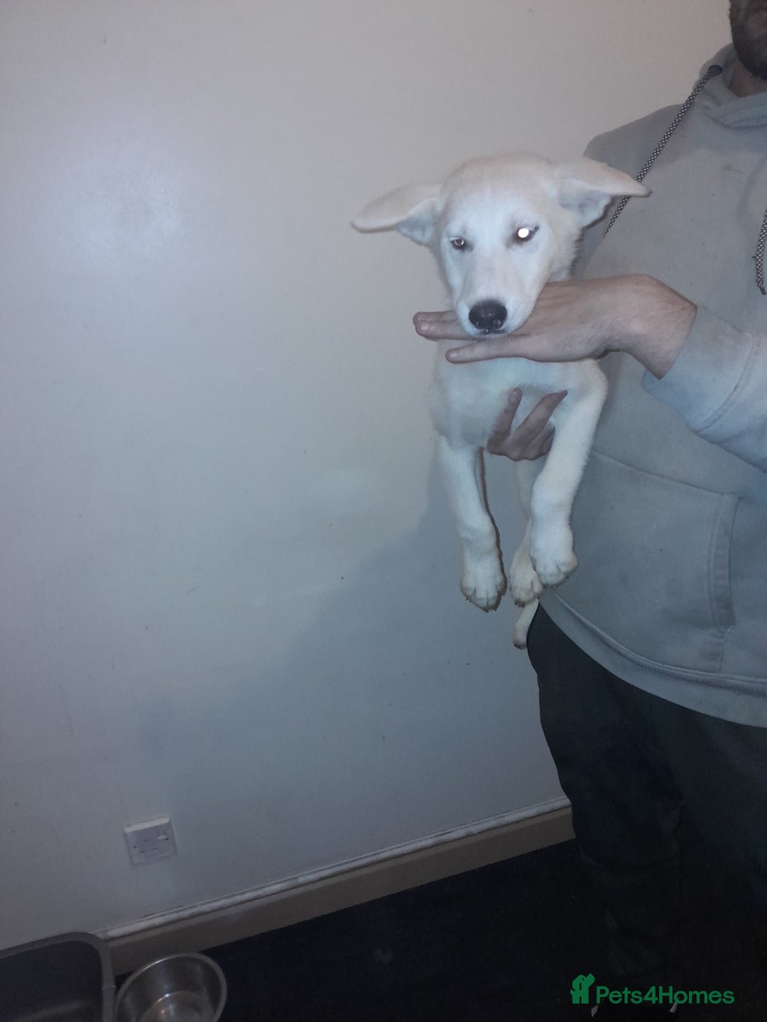 Siberian Husky dogs for sale: Husky Puppies Looking for Their Forever Homes!  - Image 7