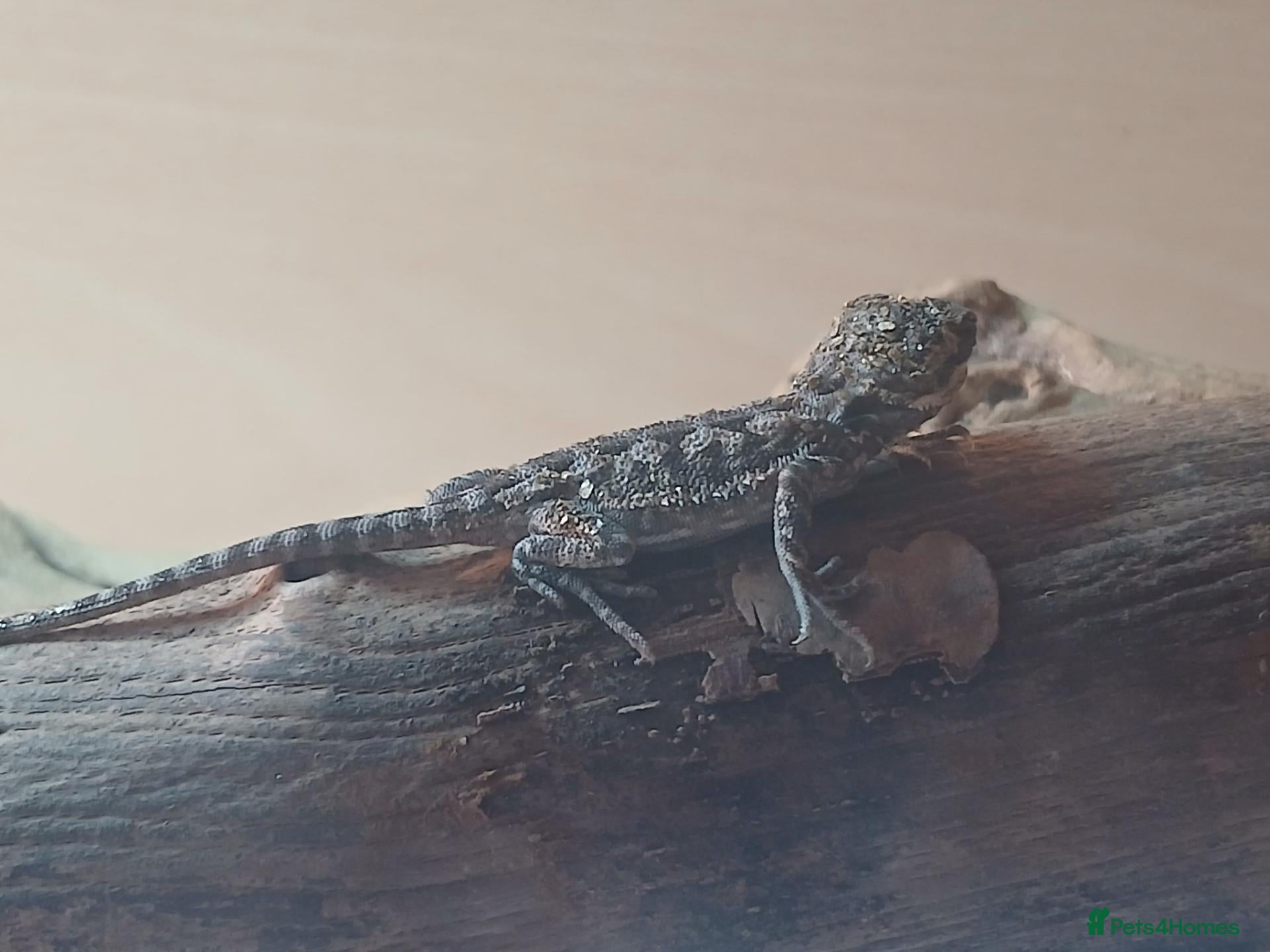 Bearded Dragon reptiles Baby bearded dragons - Advert 11