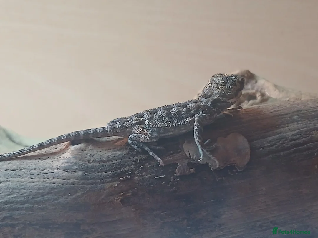 Bearded Dragon reptiles for sale: Baby bearded dragons in Lanark - Advert 1