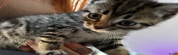 Mixed Breed cats for sale: Stunning kittens  in Lancing - Advert 2