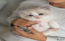 Ragdoll cats for sale: NEW LITTER of Blue BiColour And Lynx kittens - Image 3
