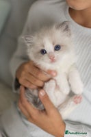 Ragdoll cats - Advert 11