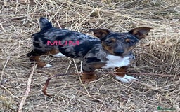 Jack Russell dogs for sale: Jack Russell  - Image 4