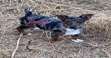 Jack Russell dogs - Advert 2