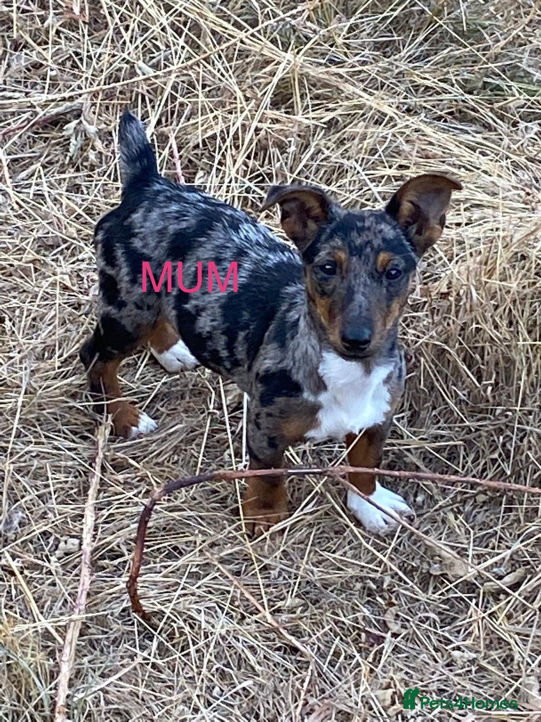 Jack Russell dogs for sale: Jack Russell  - Image 4