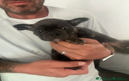 French Bulldog dogs for sale: Beautiful British x French bulldog Puppies - Image 12