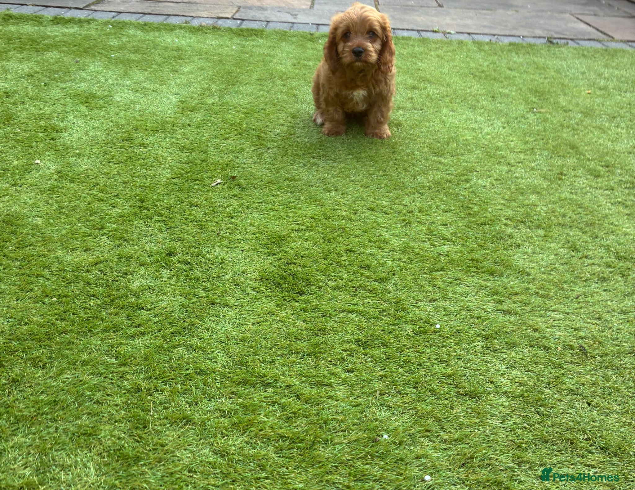 Cavapoo dogs Cavapoo puppies - Advert 3