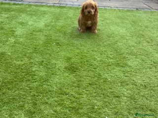 Cavapoo dogs Cavapoo puppies - Advert 3