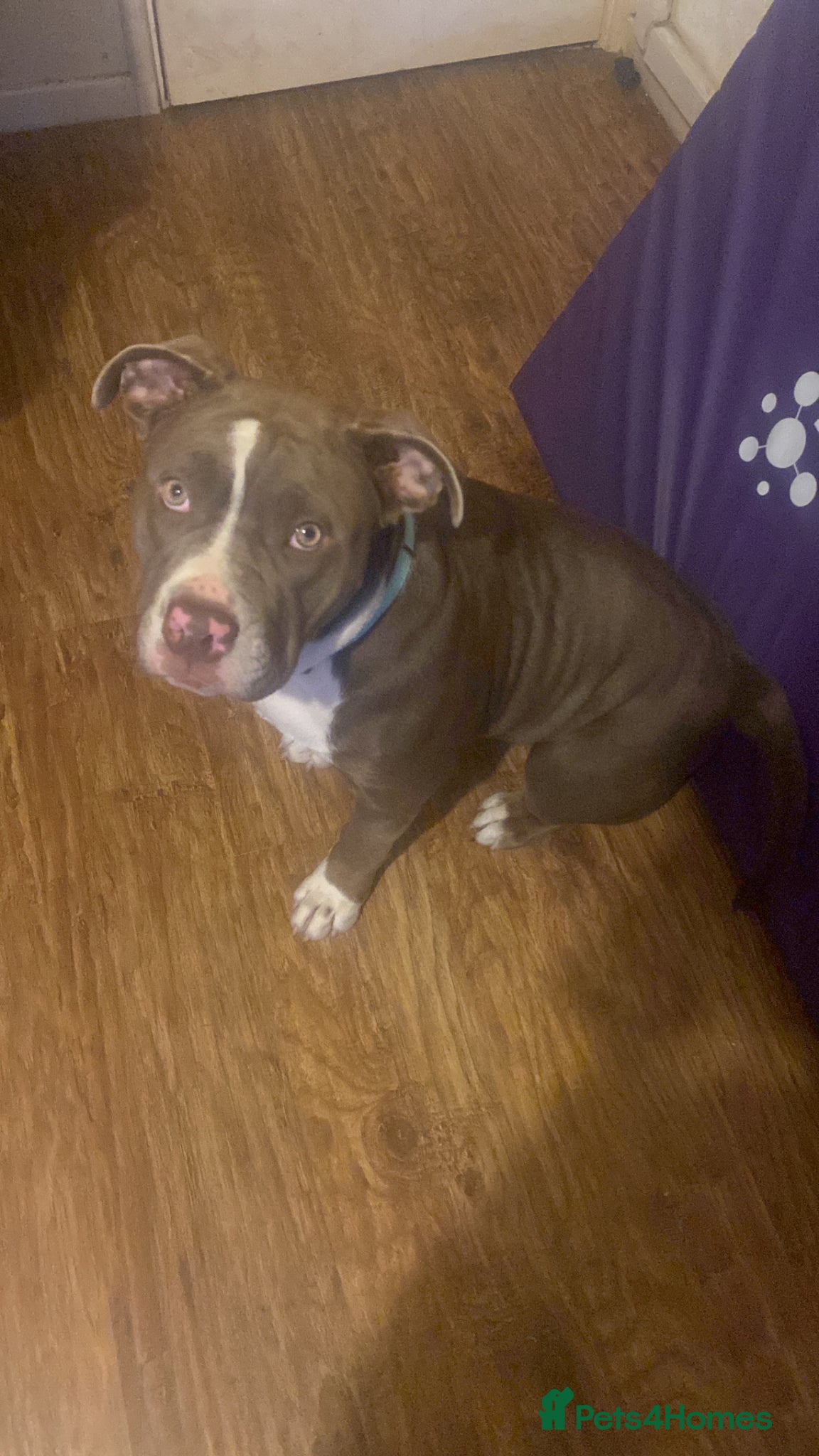 Mixed Breed dogs My beatiful girl looking for new home - Advert 1