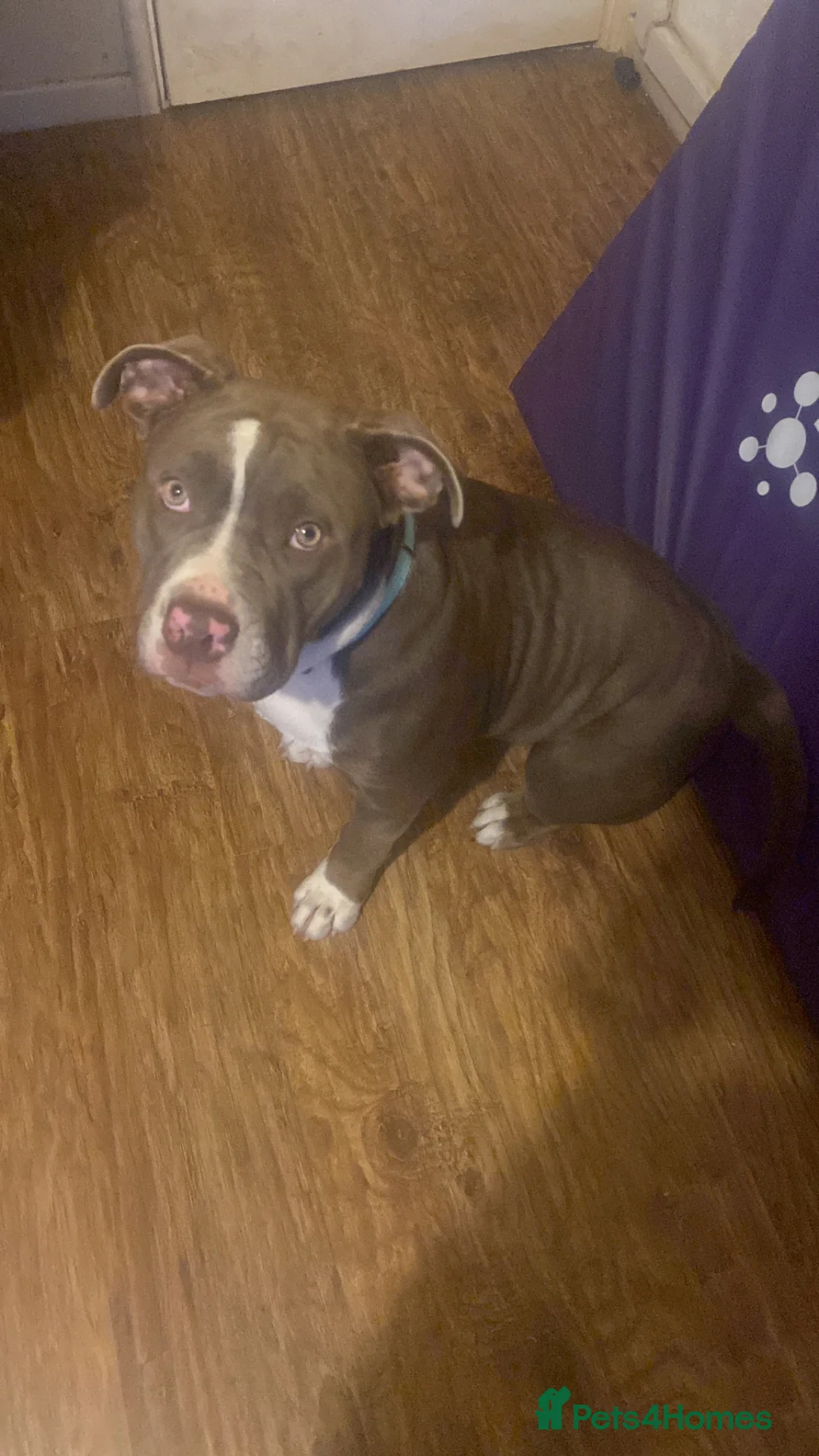 Mixed Breed dogs for sale: My beatiful girl looking for new home in Birmingham - Advert 1