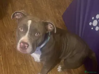 Mixed Breed dogs My beatiful girl looking for new home - Advert 1