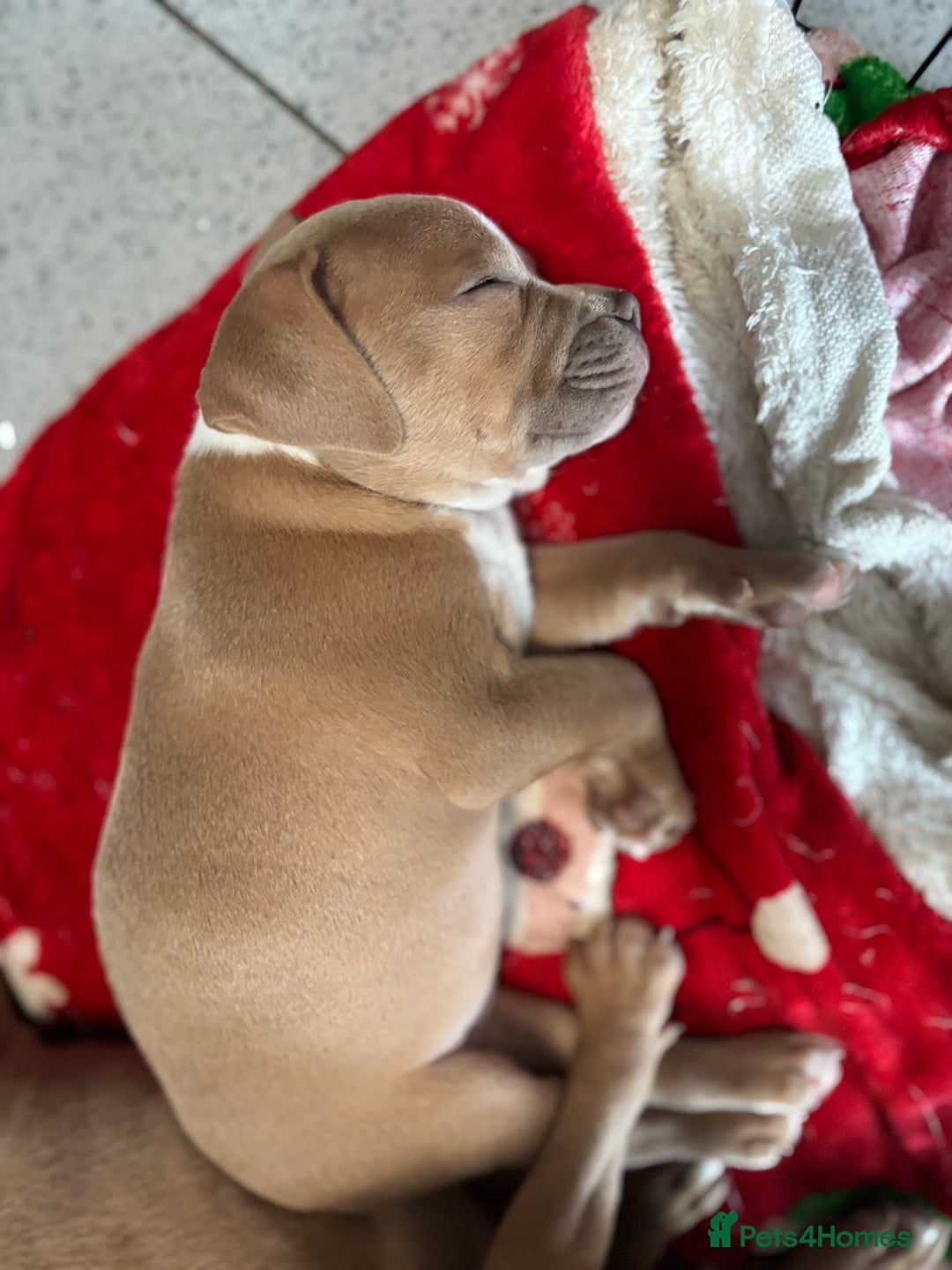 Staffordshire Bull Terrier dogs for sale: Ready now !! - Image 34