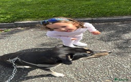 Mixed Breed dogs for sale: Gorgeous 1 year old Mixed Breed Female - Image 2