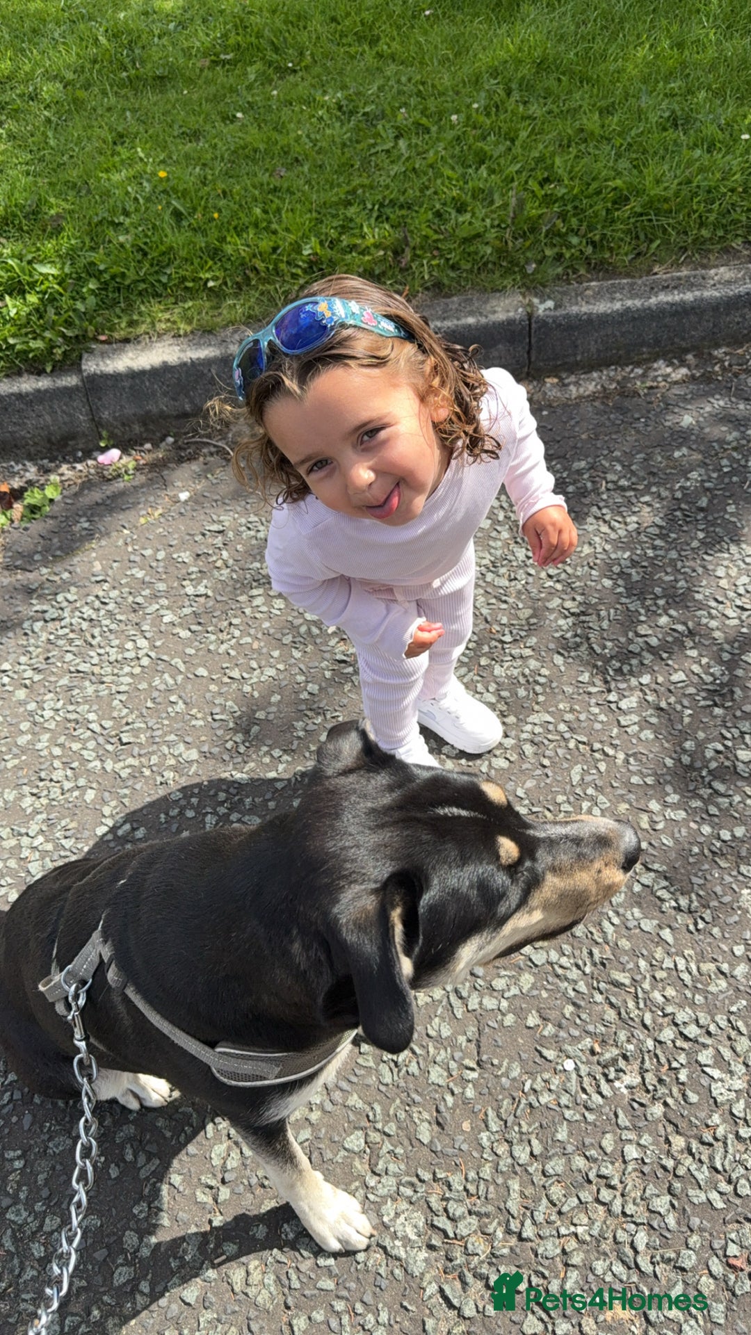 Mixed Breed dogs for sale: Gorgeous 1 year old Mixed Breed Female - Image 2