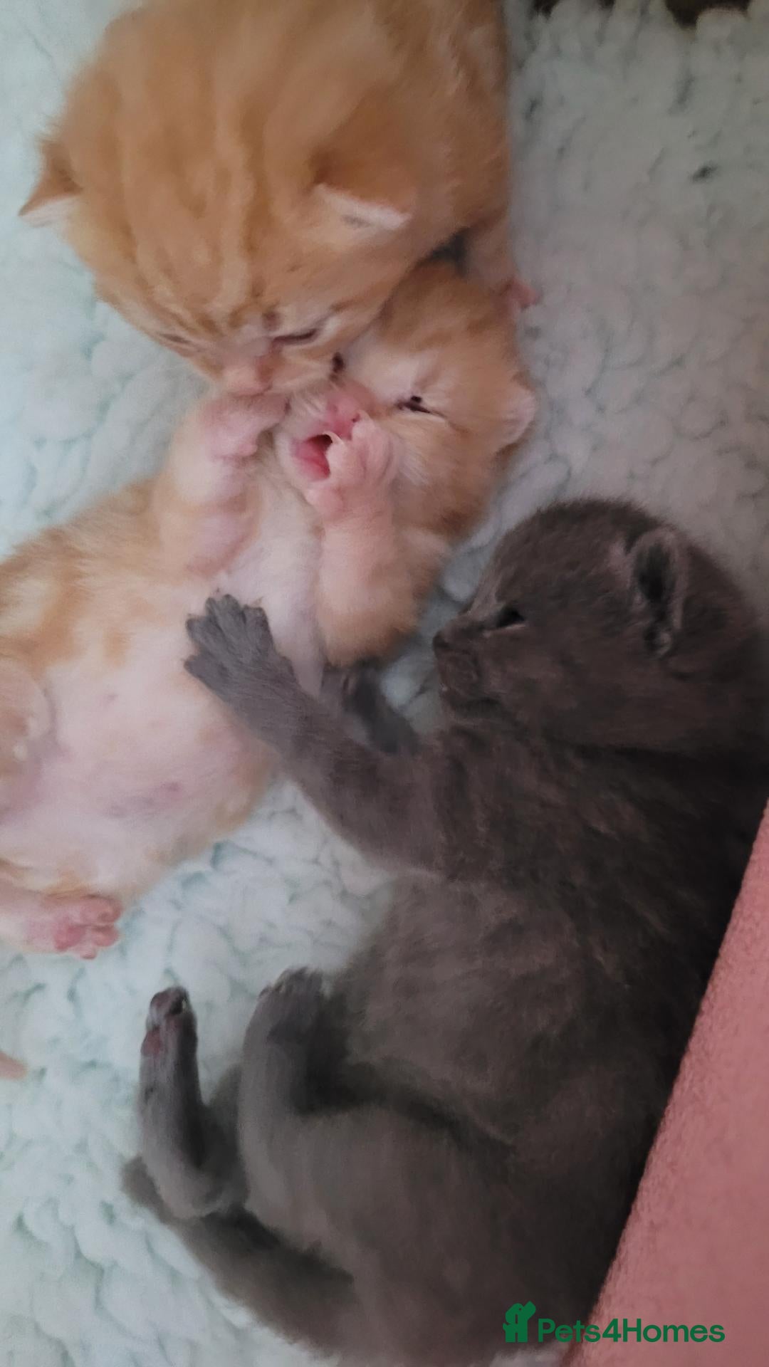 British Shorthair cats for sale: 5 beautiful bsh kittens  - Advert 2