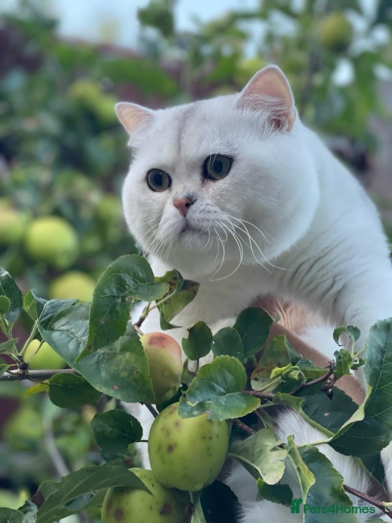 British Shorthair cats Superb quality NS12 for stud duties ONLY in Alton - Advert 10