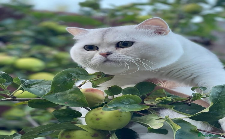 British Shorthair cats in Alton - Advert 8