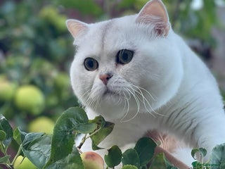 British Shorthair cats in Alton - Advert 2