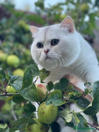 British Shorthair cats in Alton - Advert 9