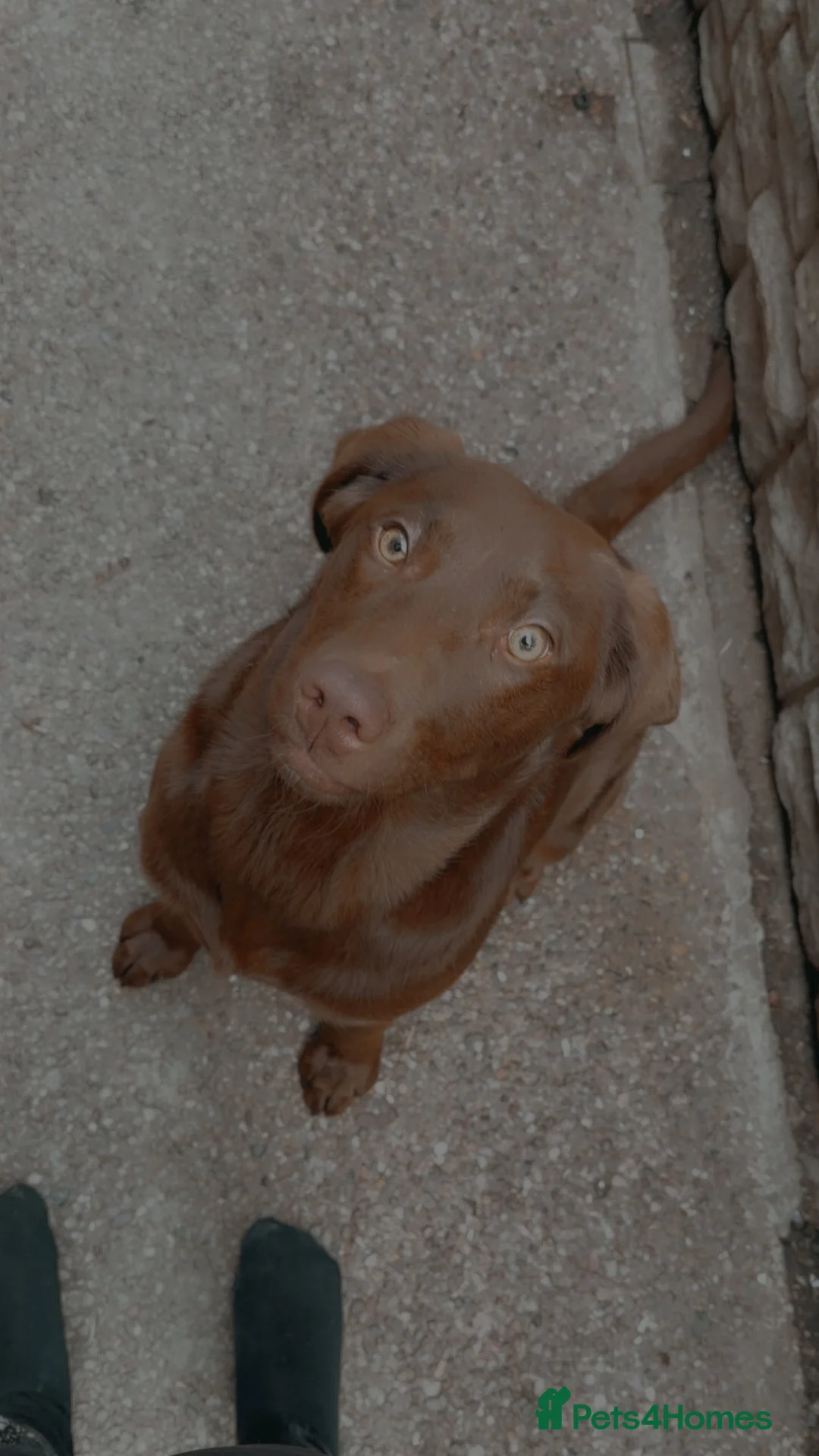Labrador Retriever dogs for sale: Chocolate lab bitch for sale - Advert 2