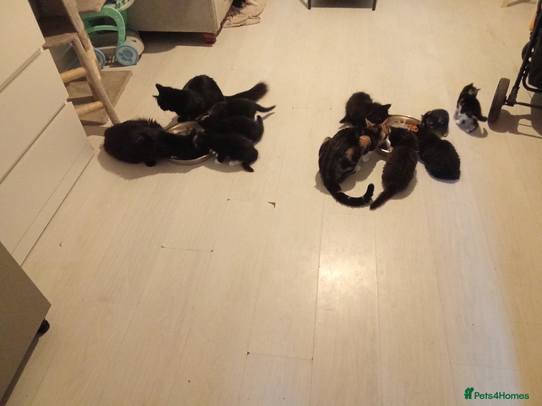 Mixed Breed cats for sale: Kittens  - Image 4