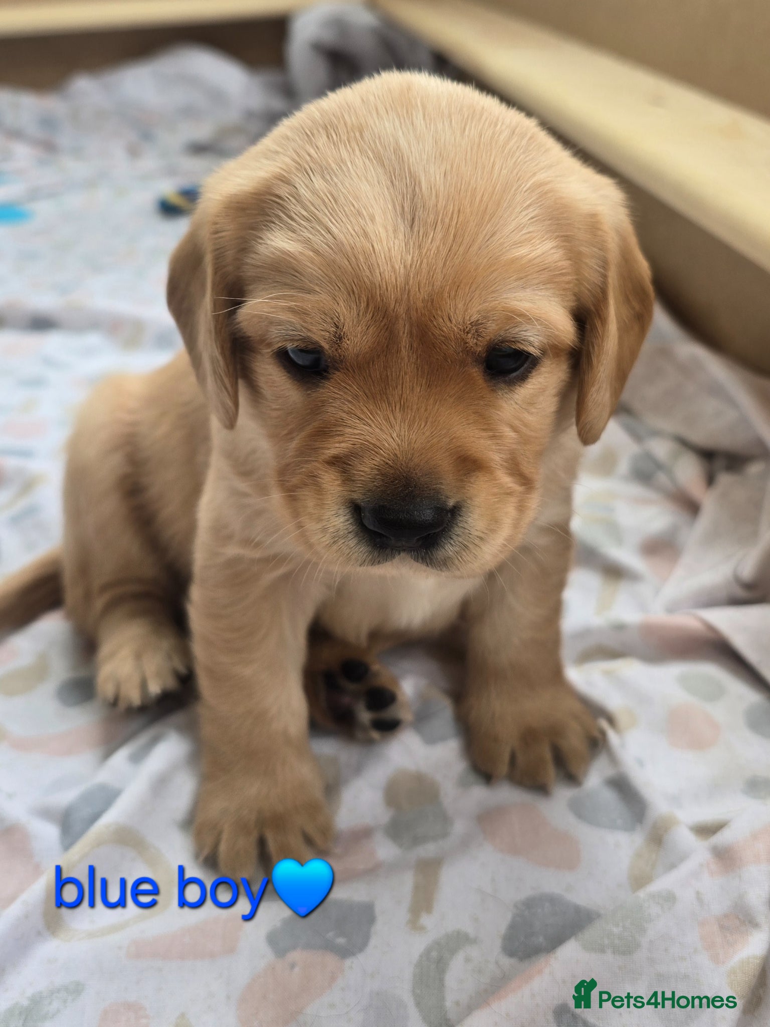 Mixed Breed dogs Beautiful F1 Cavadors. Rare breed!  - Advert 1