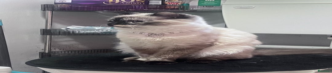 Daenerys Female Torte Siamese RagDoll age 2