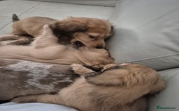 Miniature Dachshund dogs for sale: Miniature dachshunds Long haired cream KC reg  - Image 28