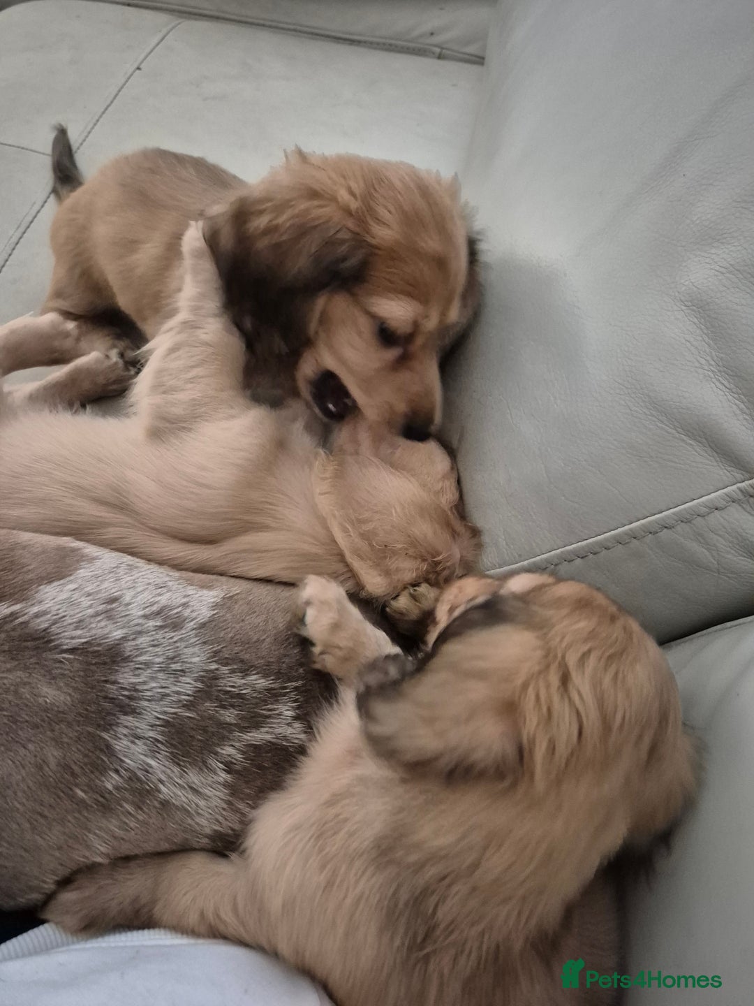 Miniature Dachshund dogs for sale: Miniature dachshunds Long haired cream KC reg  - Image 28