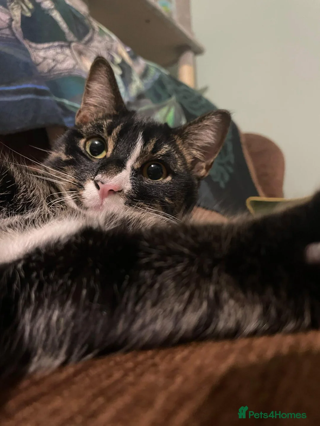 Domestic Shorthair cats for sale: 10 month old Merlin needs a new home! - Advert 6