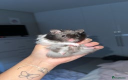 Hamster rodents for sale: Syrian Black And White Fluffy Hamster - Image 1