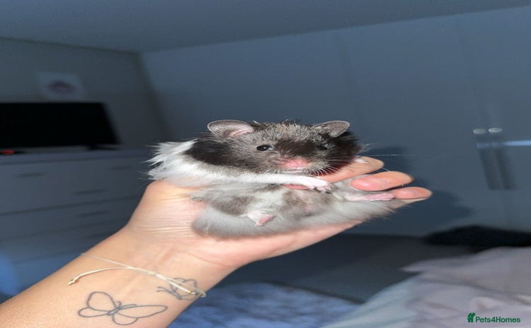 Hamster rodents - Advert 4