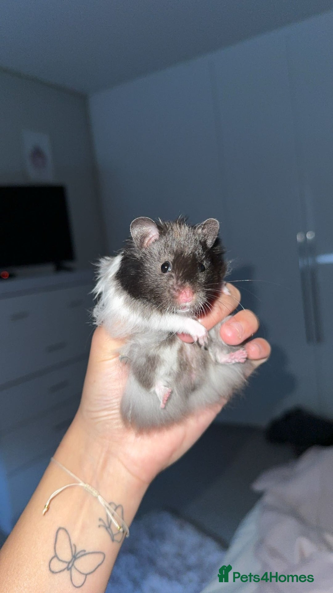 Hamster rodents for sale: Syrian Black And White Fluffy Hamster - Image 1