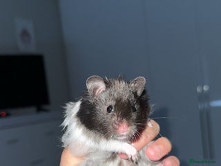 Hamster rodents - Advert 1