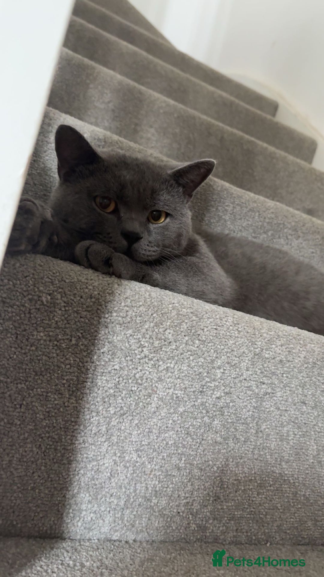 British Shorthair cats for sale: Teddy - Blue British Shorthair / Age 3  - Advert 2