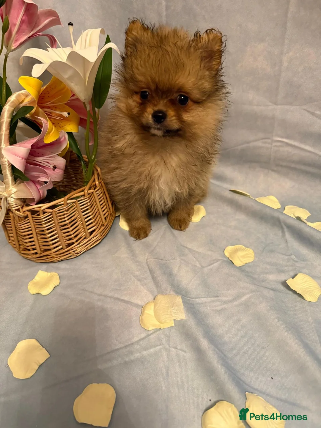 Pomeranian dogs for sale: Pomeranian puppies - Advert 17