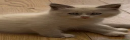 Siberian cats for sale: gorgeous male stud cat for sale - Advert 10