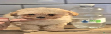 Maltipoo 1