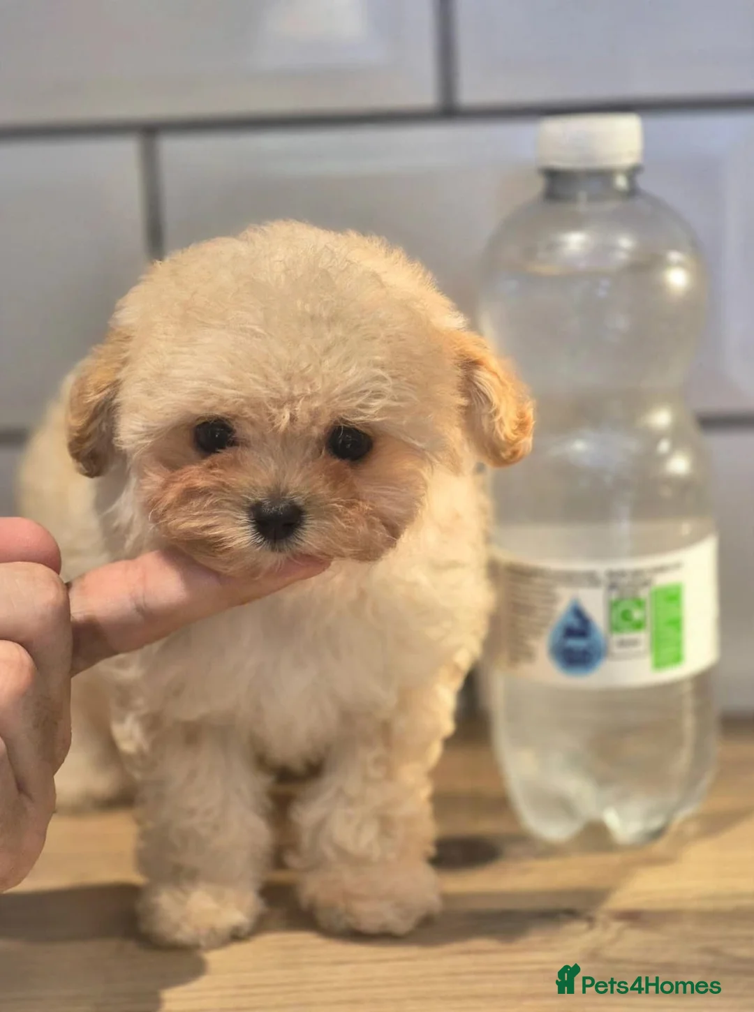 Maltipoo dogs for sale: Amazing TINY Korean Maltipoo Female Puppies. - Advert 1