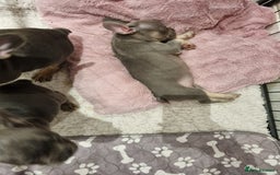French Bulldog dogs for sale: Quality french bulldogs available to leave 🐾 - Image 32