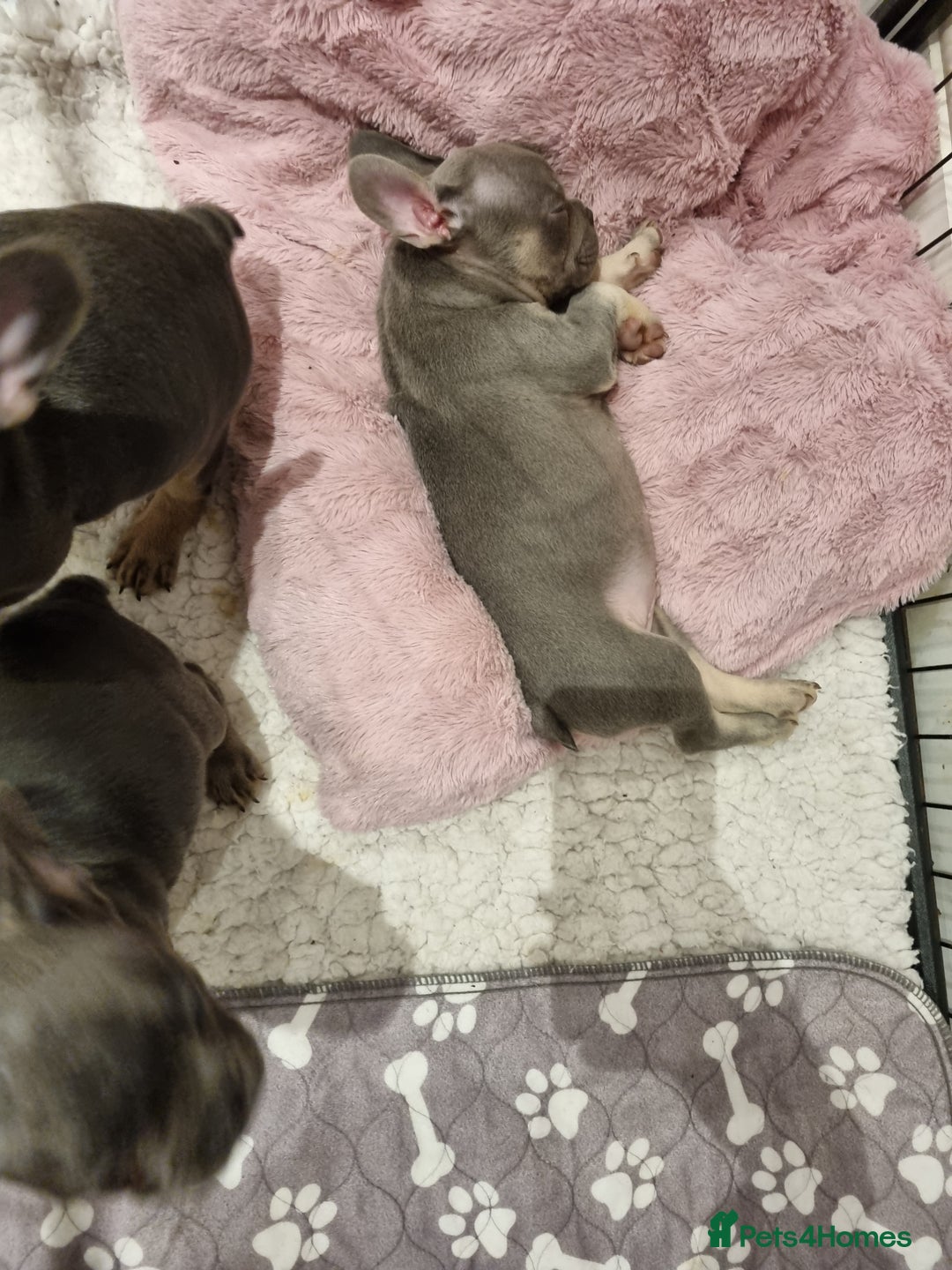 French Bulldog dogs for sale: Quality french bulldogs available to leave 🐾 - Image 32