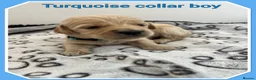 Mini Goldendoodle dogs for sale: 🐶 STUNNING F1 MINIATURE GOLDENDOODLES 🐶 - Advert 12