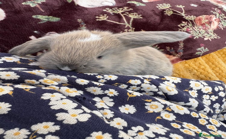 Mini Lop rabbits - Advert 10