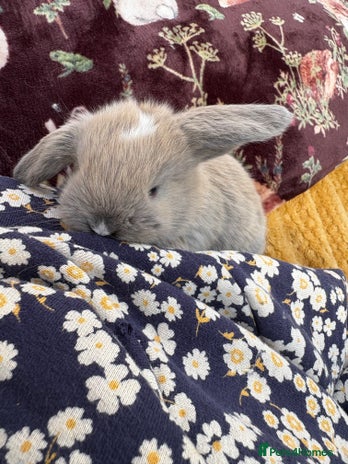 Mini Lop rabbits - Advert 9