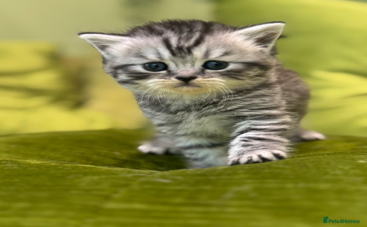 Scottish Fold cats - Advert 3
