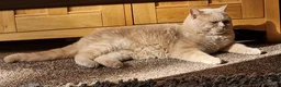 British Shorthair cats for sale: British short hair  - Advert 2