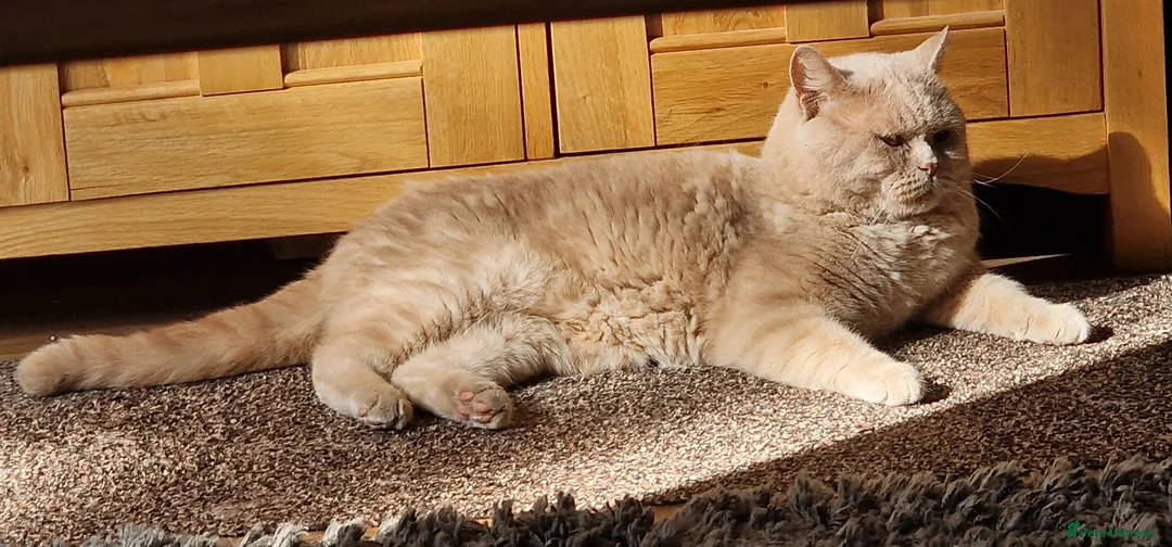 British Shorthair cats for sale: British short hair  - Advert 2