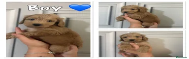 Cockapoo 3