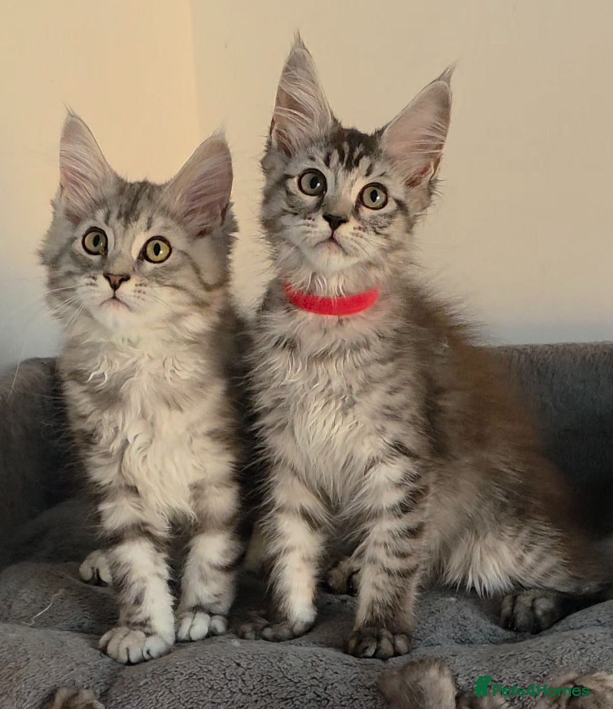 Maine Coon cats Stunning Maine Coon Kittens  - Advert 2